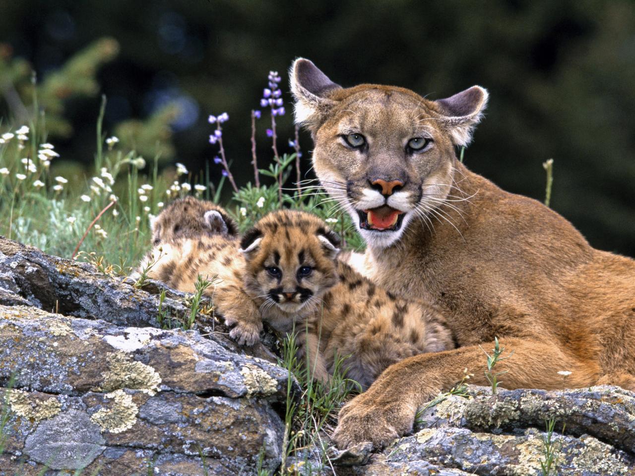 обои Mountain Lion With Cub фото