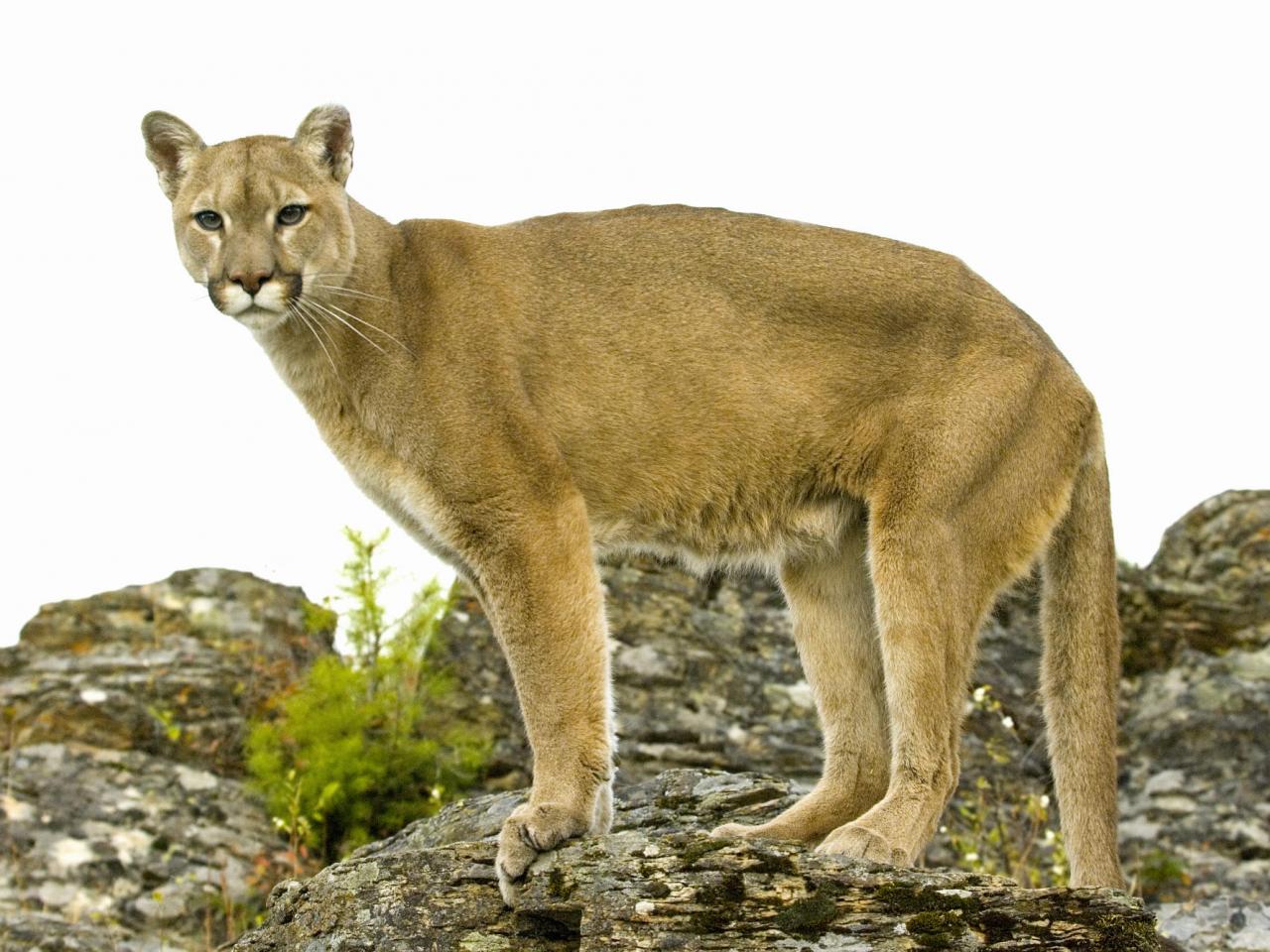 обои Mountain Lion, Montana фото