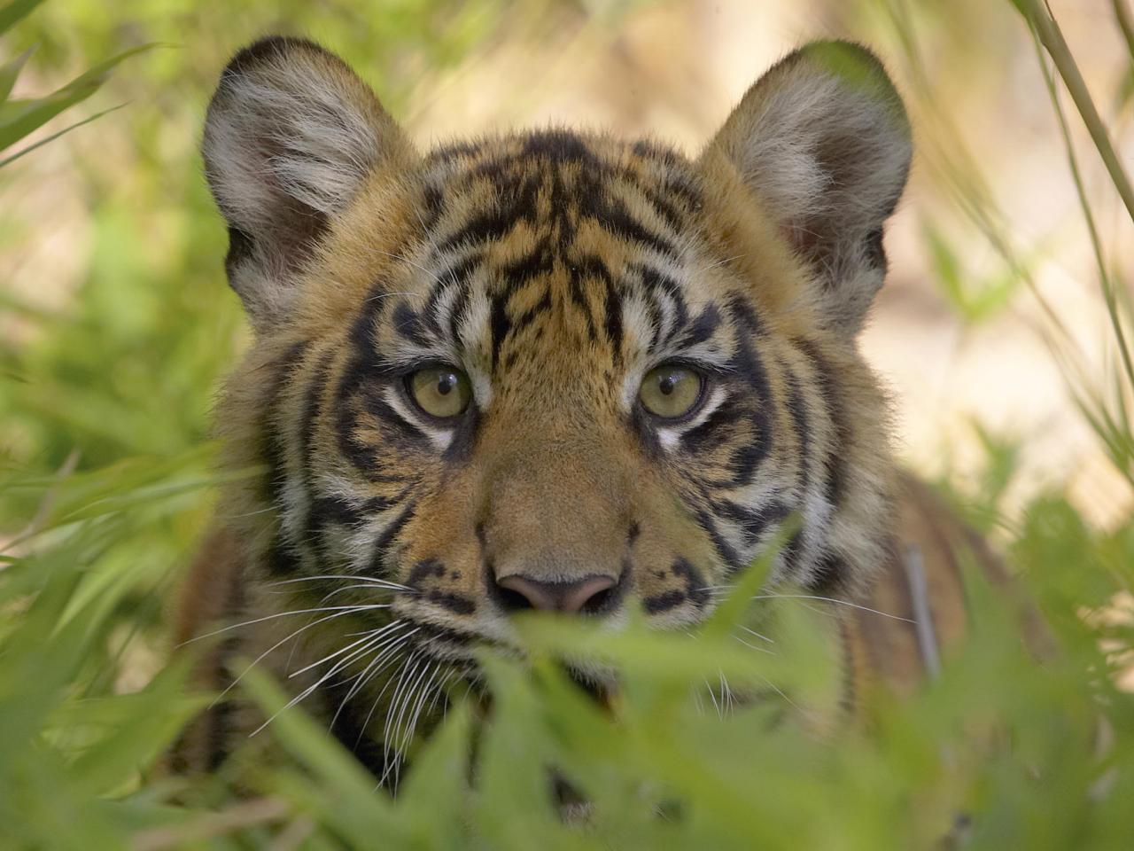 обои Sumatran Tiger Cub фото