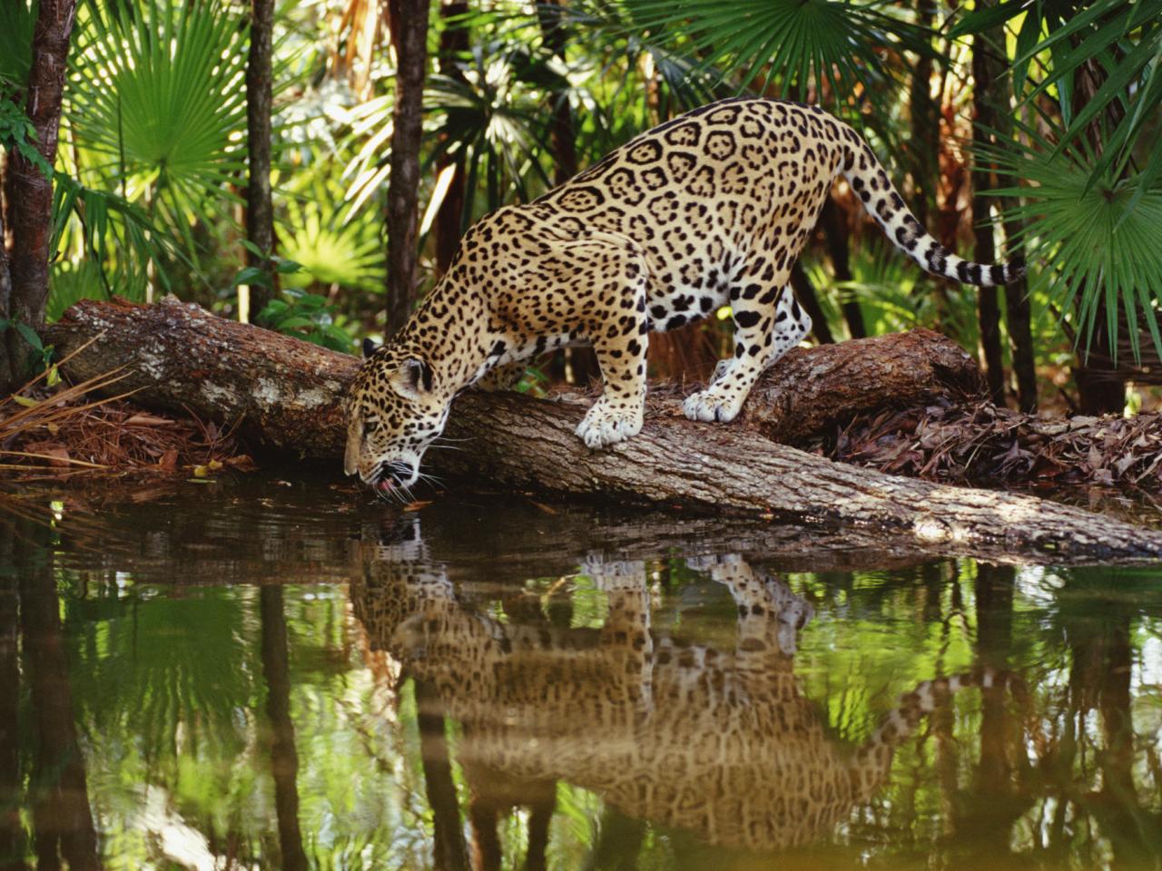 обои Thirsty Jaguar, Belize фото