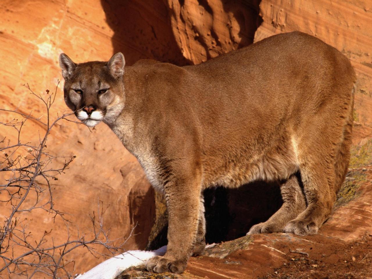 обои Walk in the Wild, Mountain Lion фото