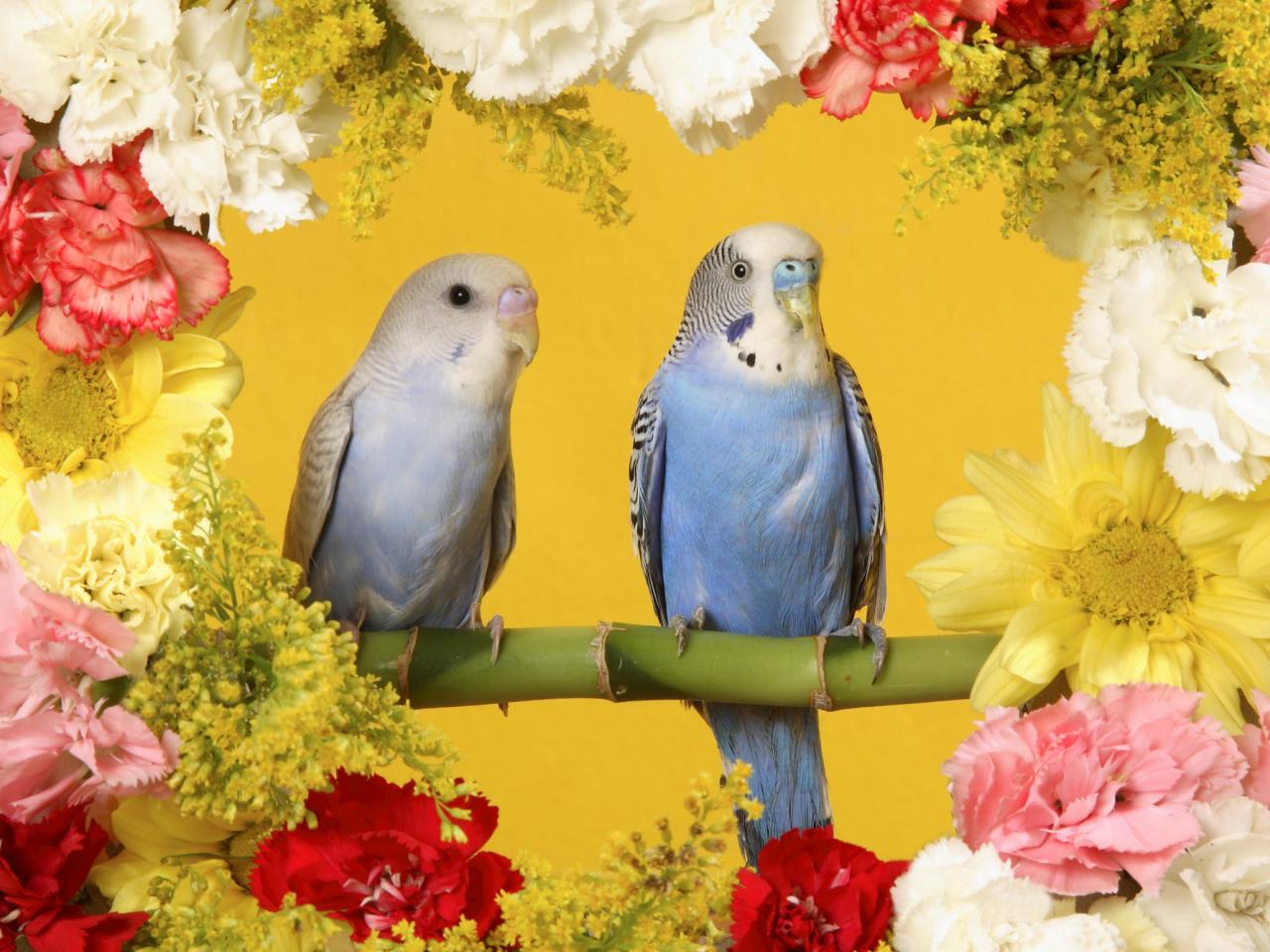 обои Budgerigars фото