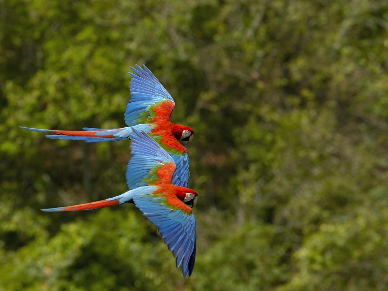 обои Macaws in Flight, Brazil фото