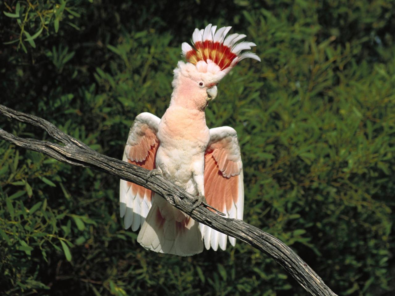 обои Major Mitchell Cockatoo фото