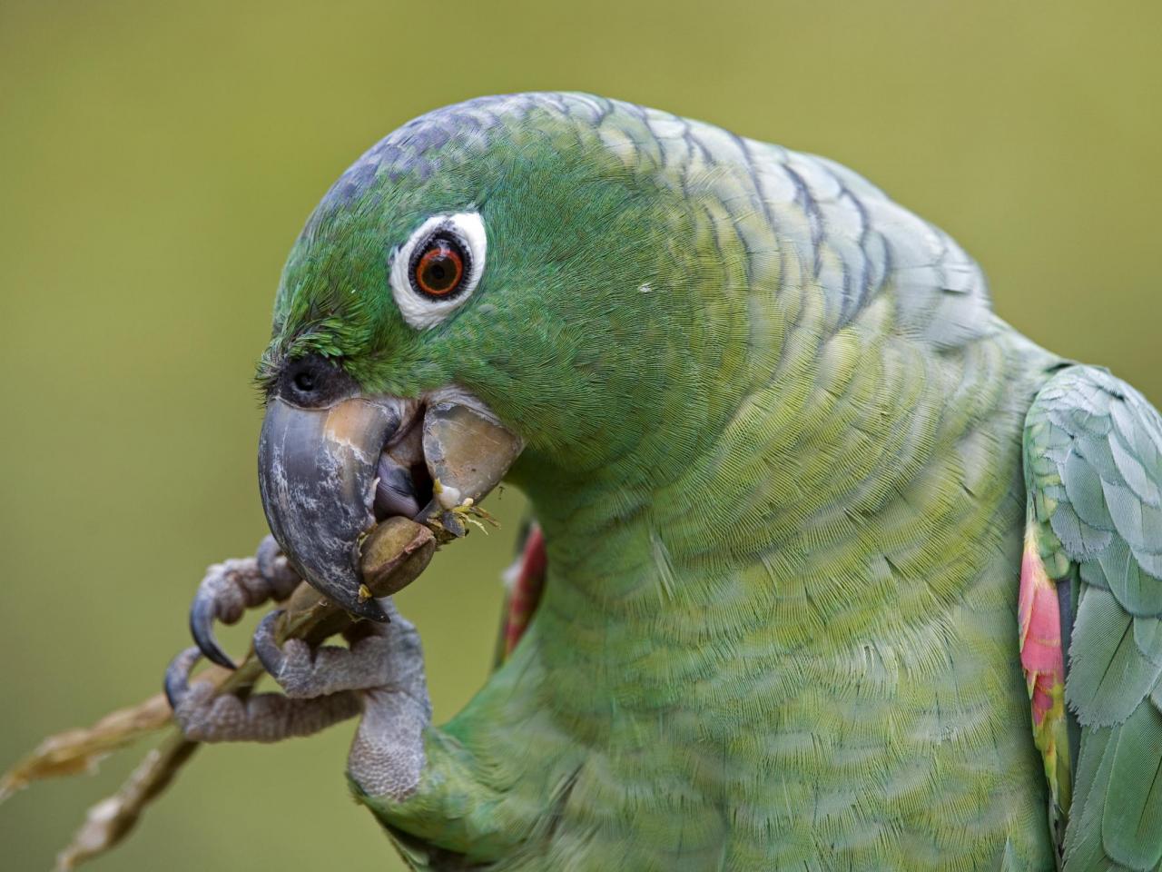 обои Mealy Parrot, Amazon Rainforest, Peru фото