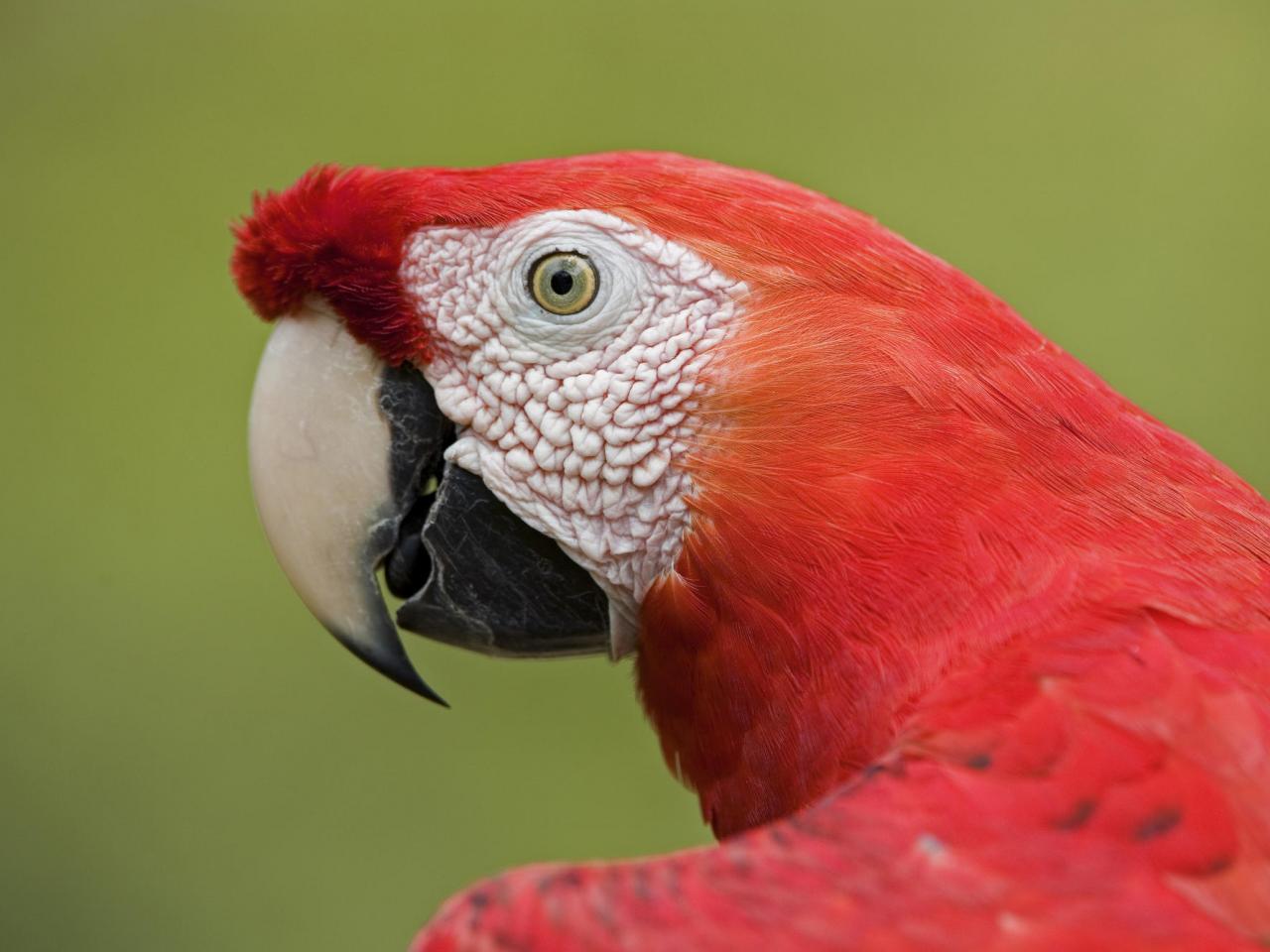 обои Scarlet Macaw Portrait, Amazon Ecosystem, Peru фото