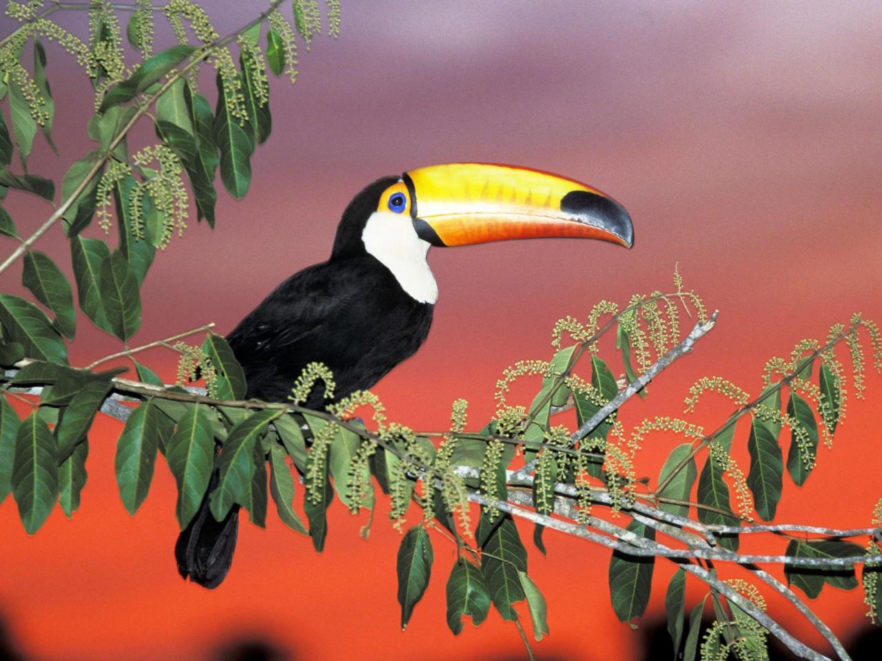 обои Toco Toucan, Pantanal, Brazil фото