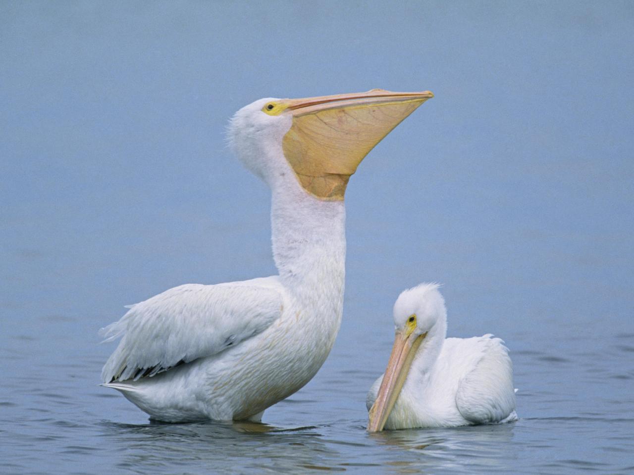 обои A Pair of Pelicans фото