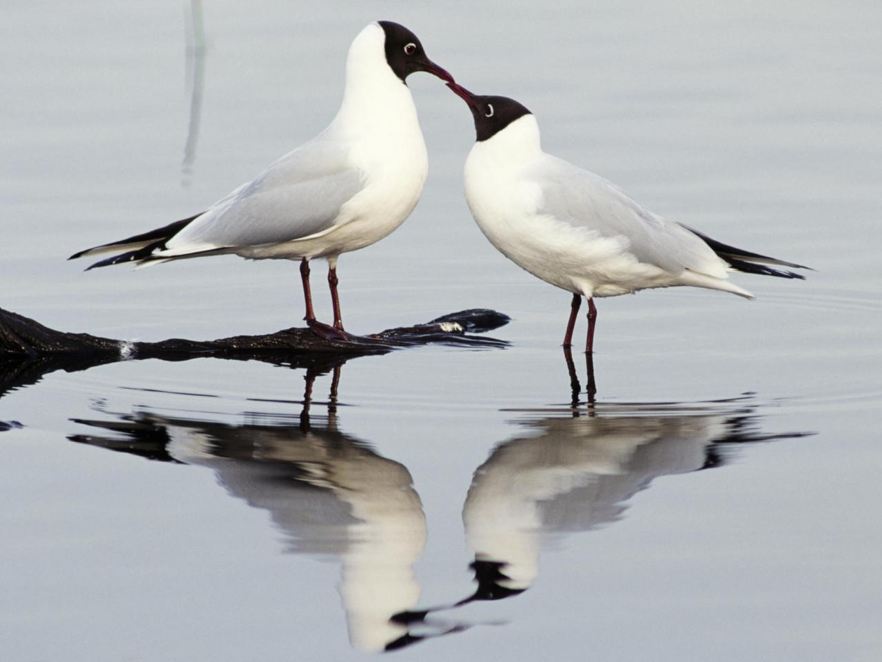 обои Black-Headed Gulls фото