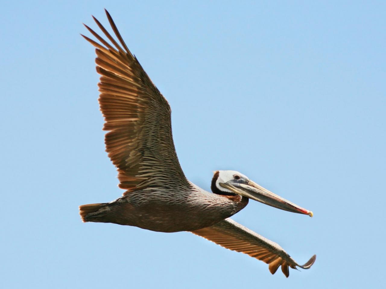 обои Brown Pelican in Flight фото