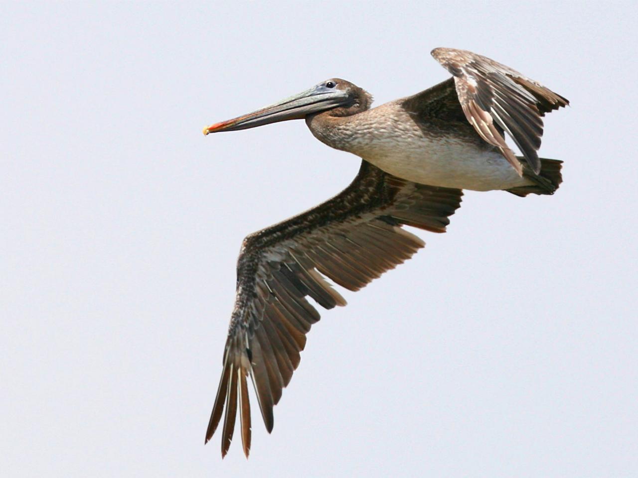 обои Brown Pelican, Carmel, California фото