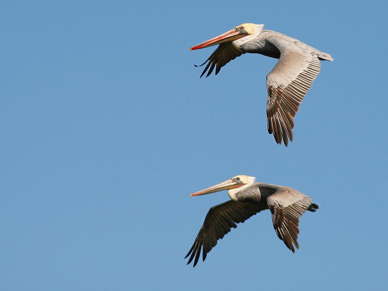 обои Brown Pelicans in Flight, Carmel, California фото