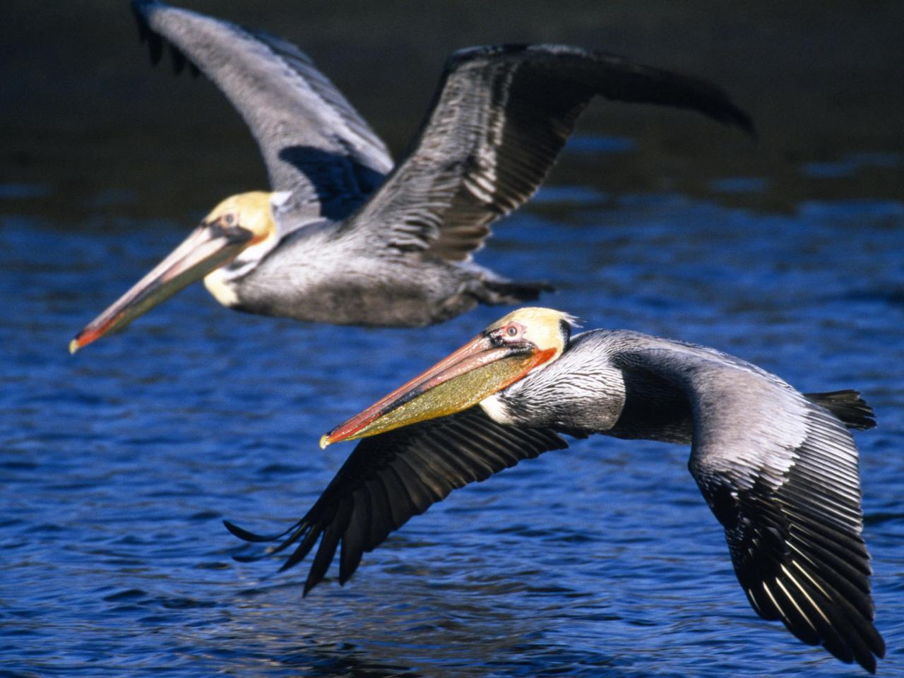 обои Brown Pelicans in Flight фото