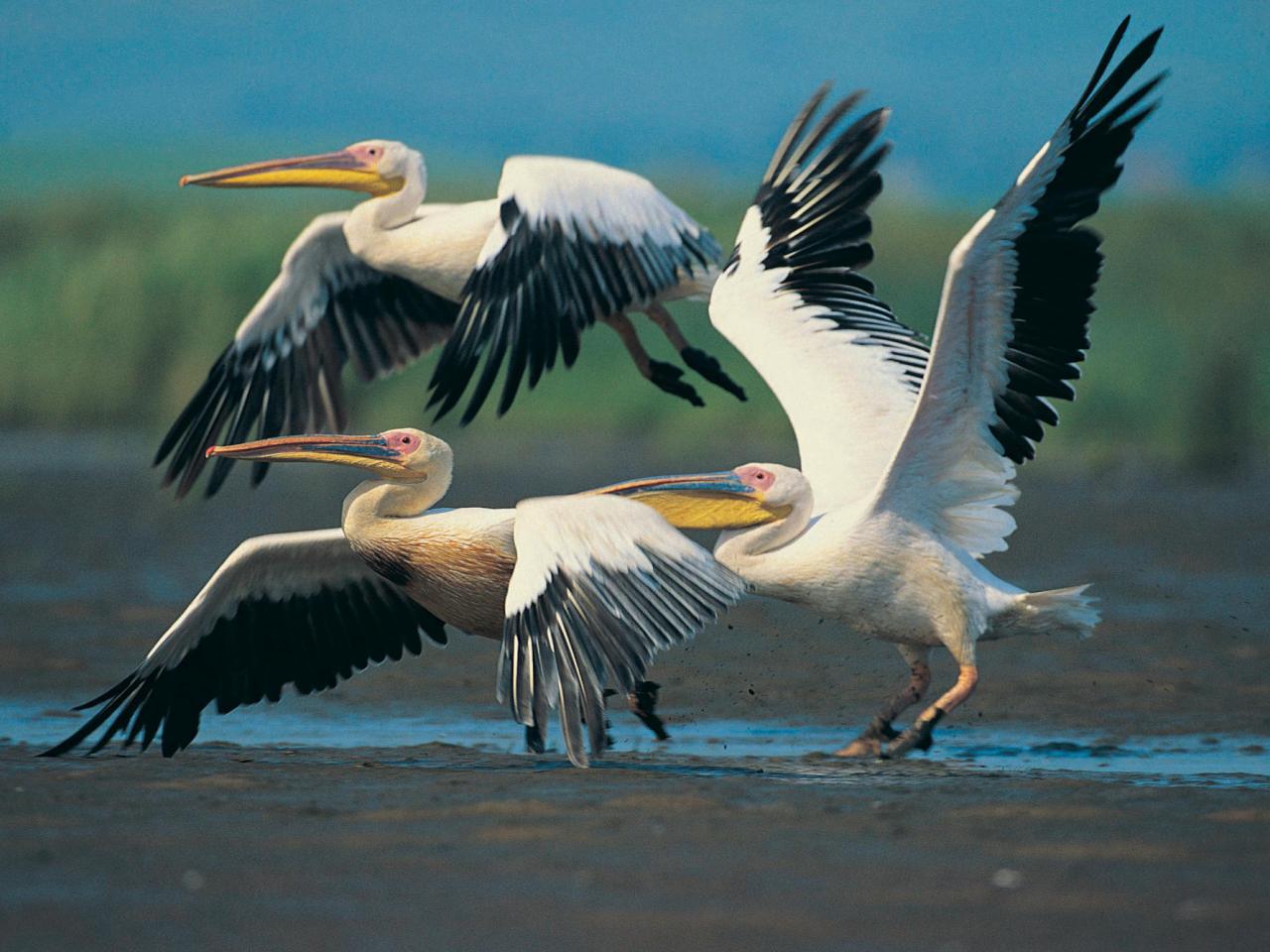 обои Eastern White Pelicans in Flight фото