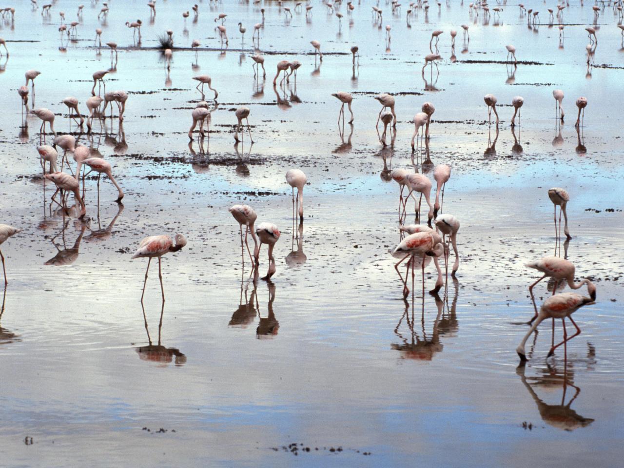 обои Flamingos, Amboseli National Park, Kenya фото