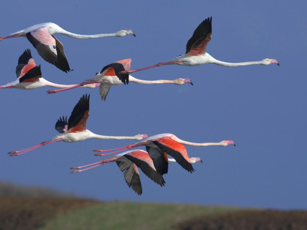 обои Greater Flamingos, Sardinia, Italy фото