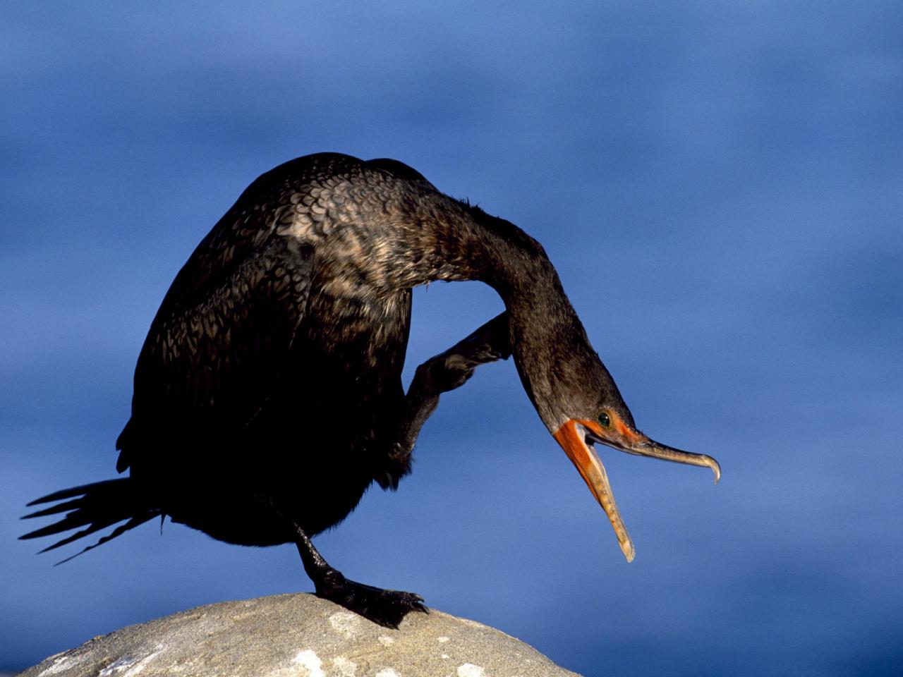 обои Itchy Cormorant фото