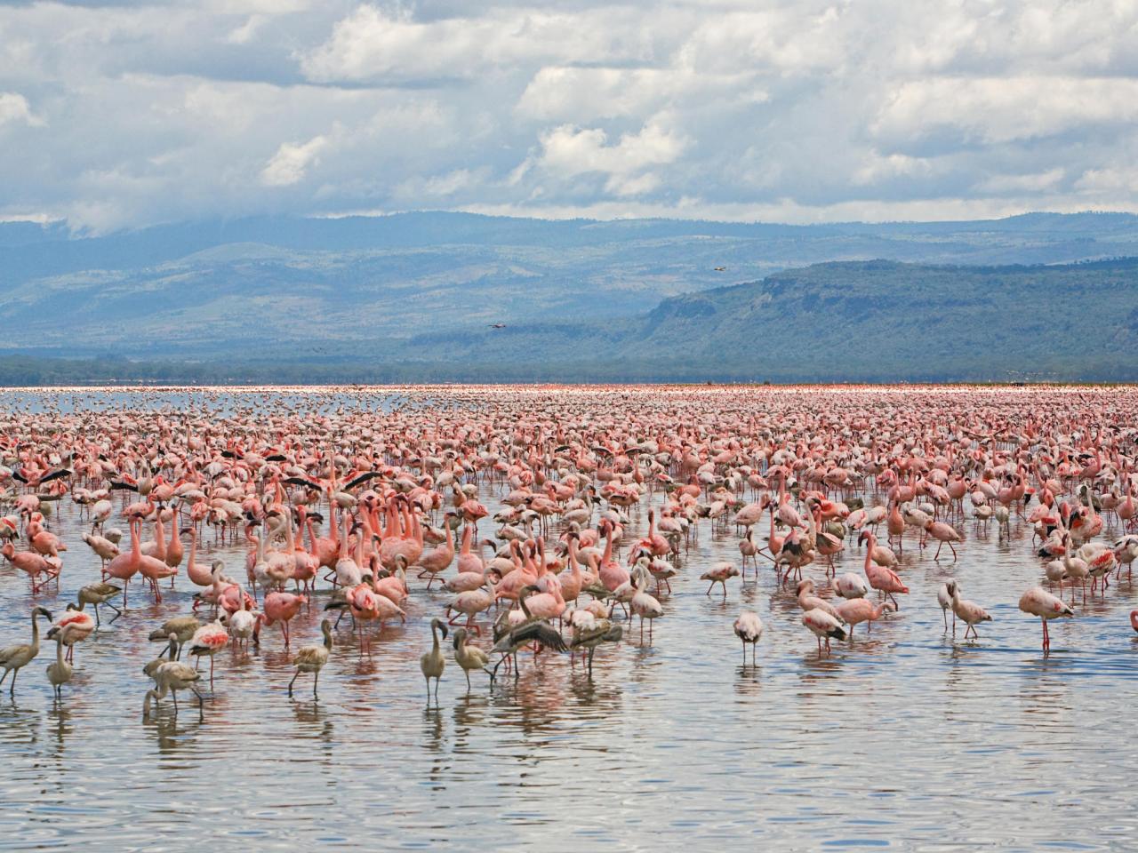 обои Lesser and Greater Flamingos фото