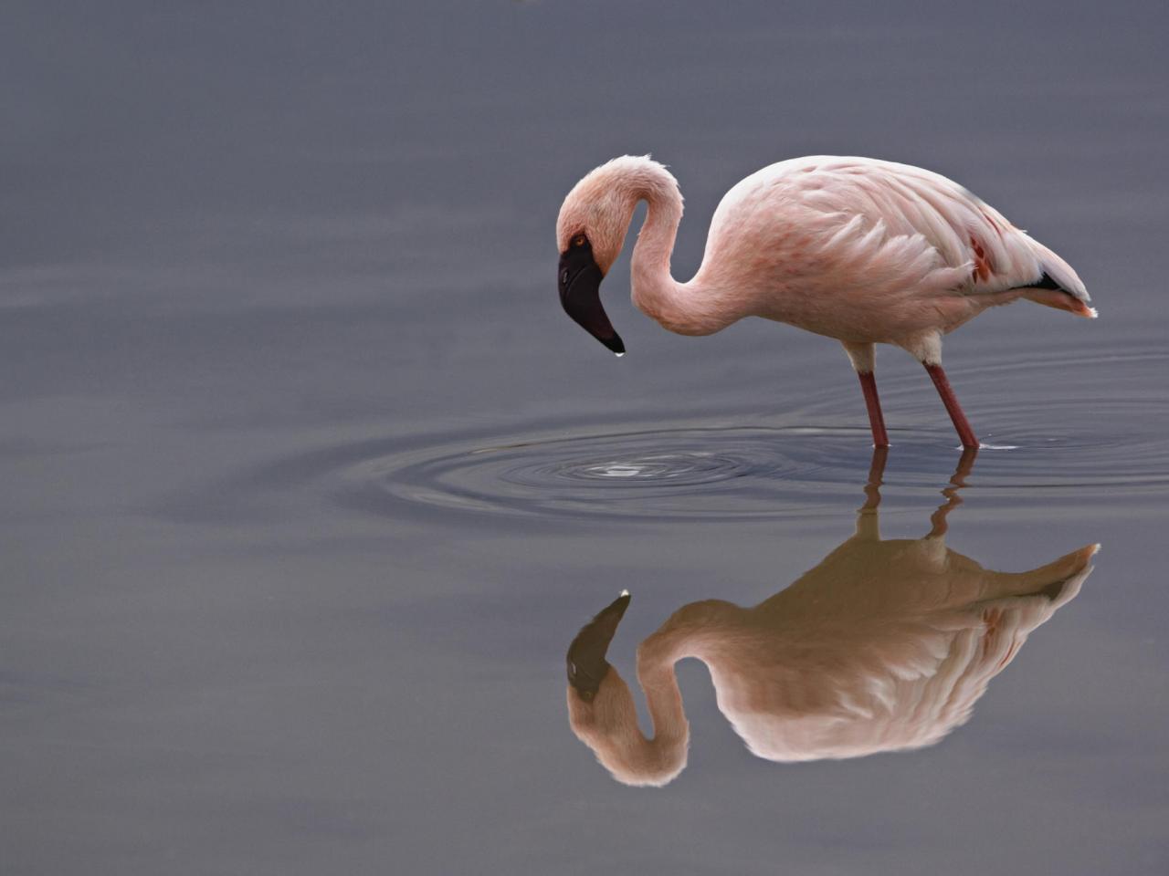 обои Lesser Flamingo, Lake Nakuru National Park, Kenya фото