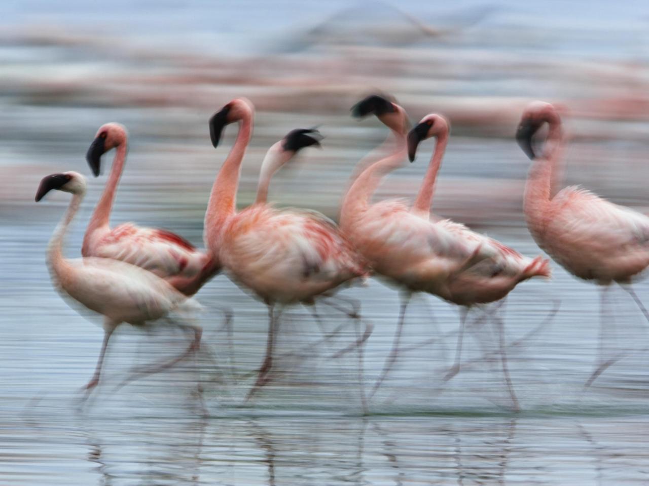 обои Lesser Flamingos in Motion, Kenya, Africa фото