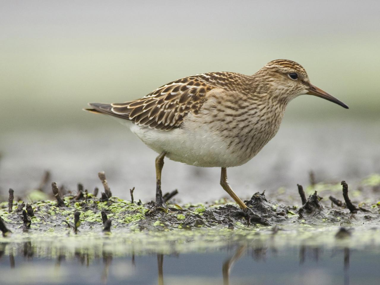 обои Pectoral Sandpiper Foraging, Annapolis Valley, Canada фото