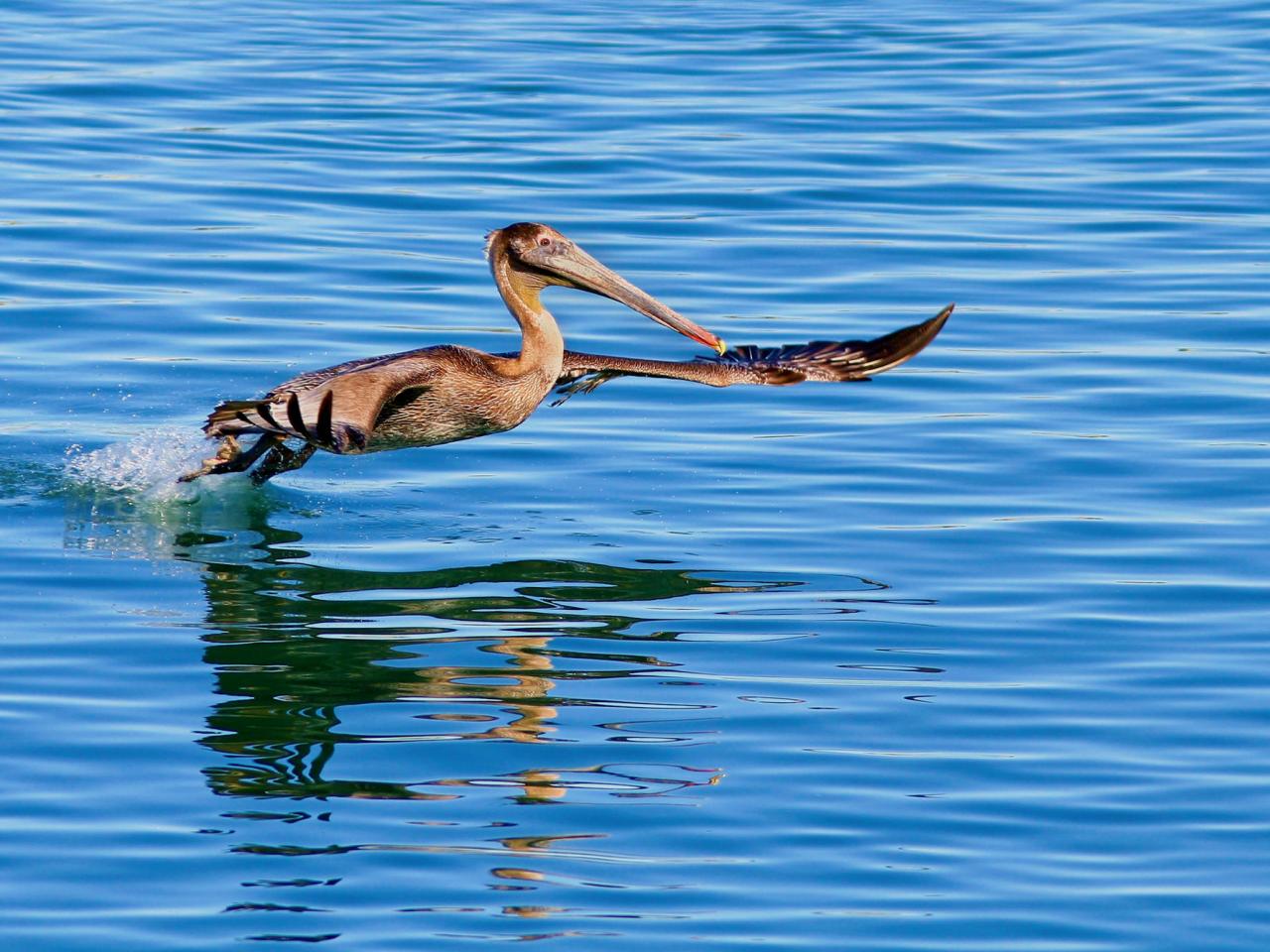 обои Pelican in Flight, Monterey, California фото