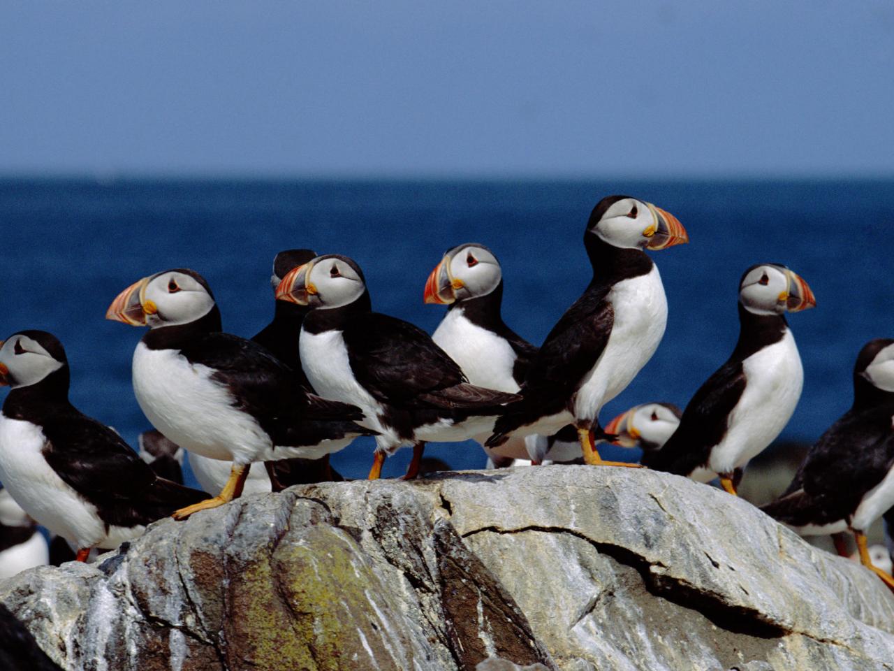 обои Puffin Colony, Farne Islands, England фото