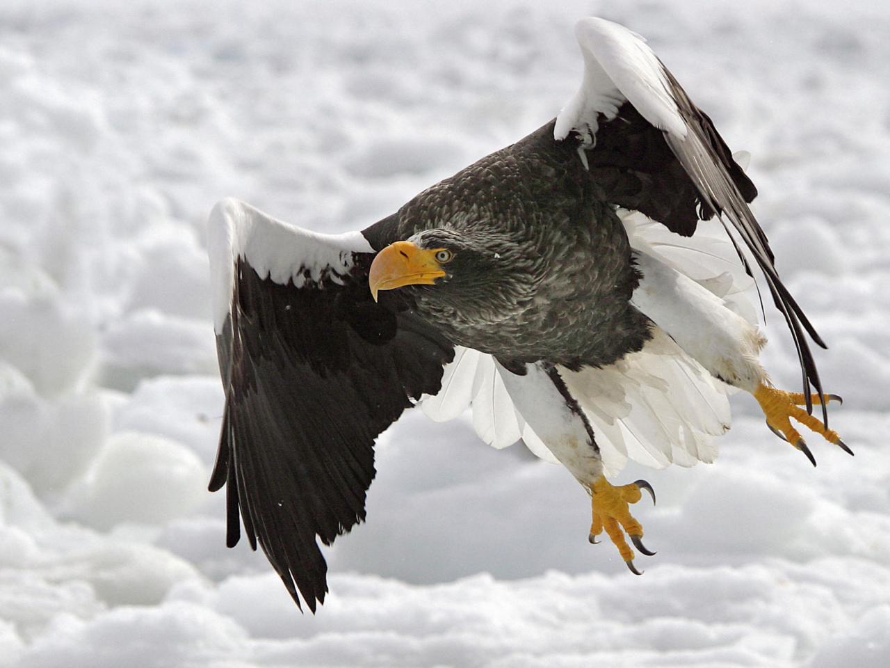 обои Stellers Sea-Eagle фото