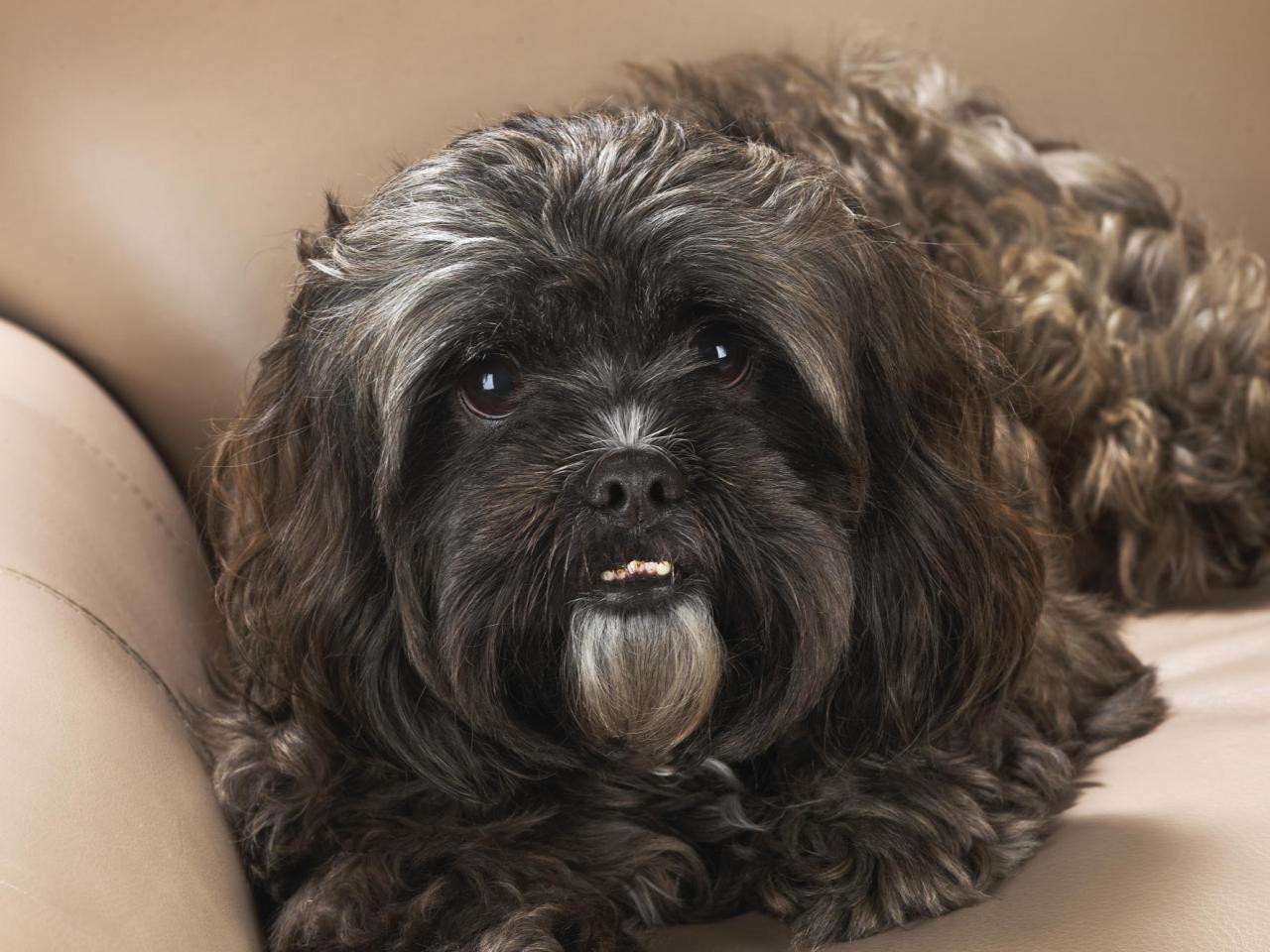 обои Portrait of a Shih Tzu фото