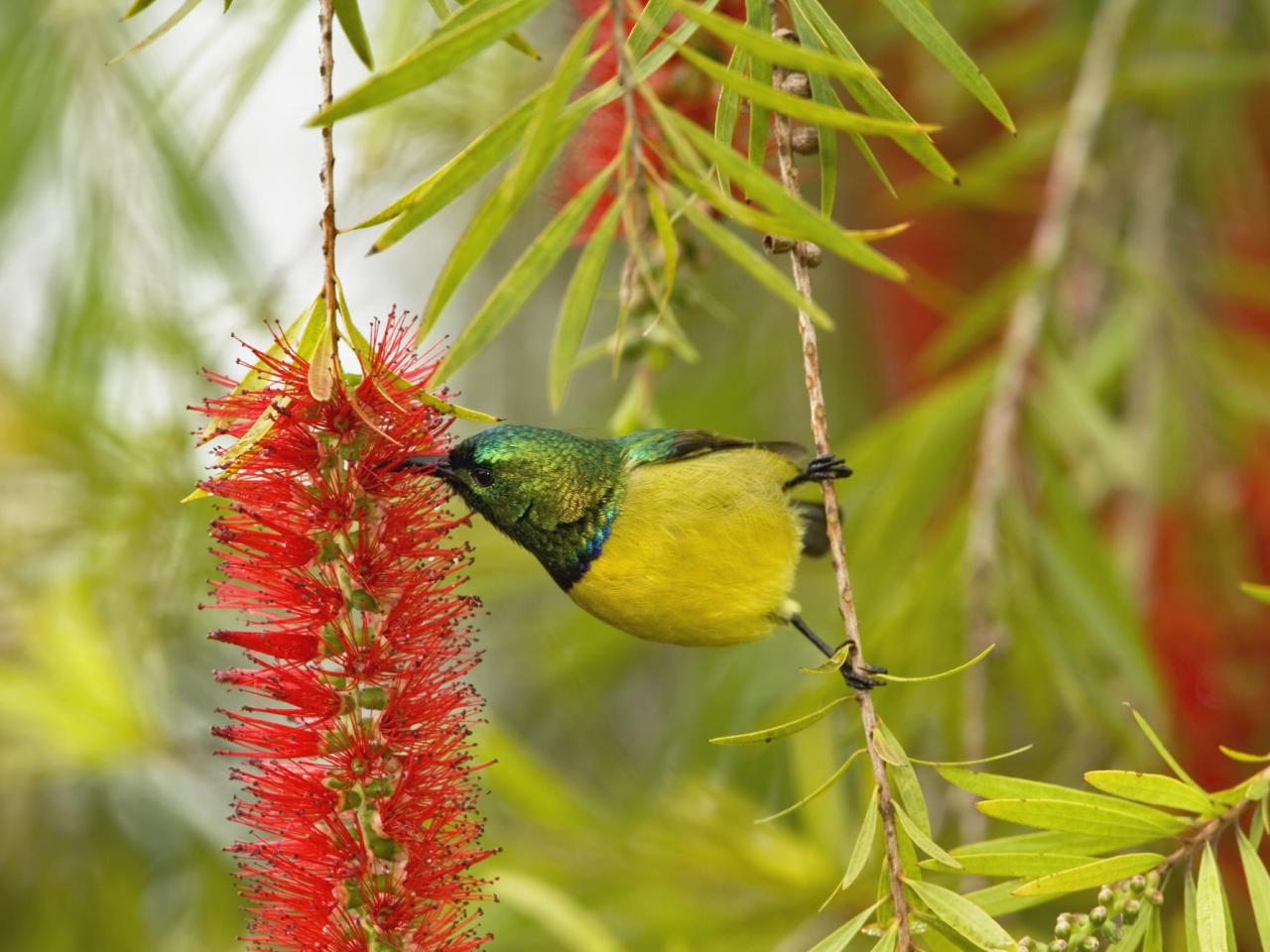 обои Variable Sunbird, Nyeri, Kenya, Africa фото