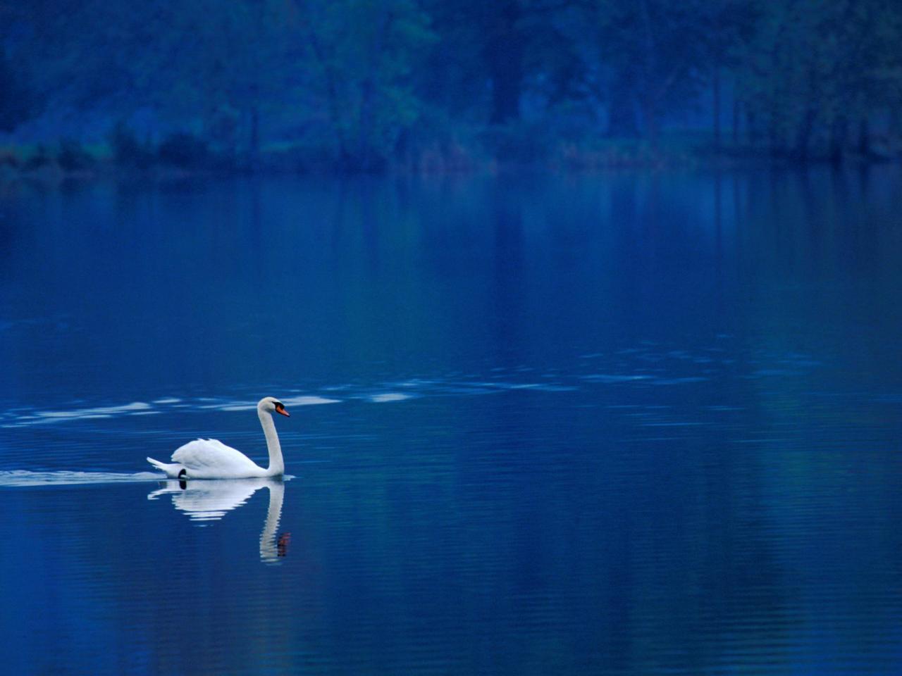 обои Swan Lake фото