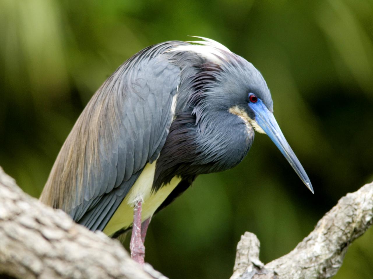 обои Tri-Colored Heron, Florida фото