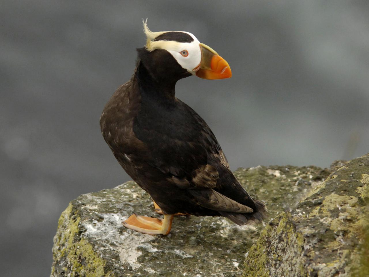 обои Tufted Puffin, Pribilof Islands, Alaska фото