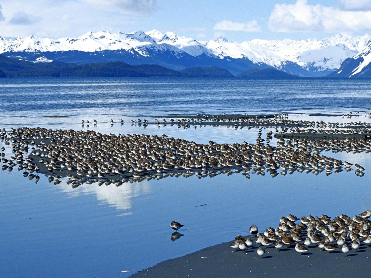 обои Western Sandpiper Flock, Copper River Delta, Alaska фото