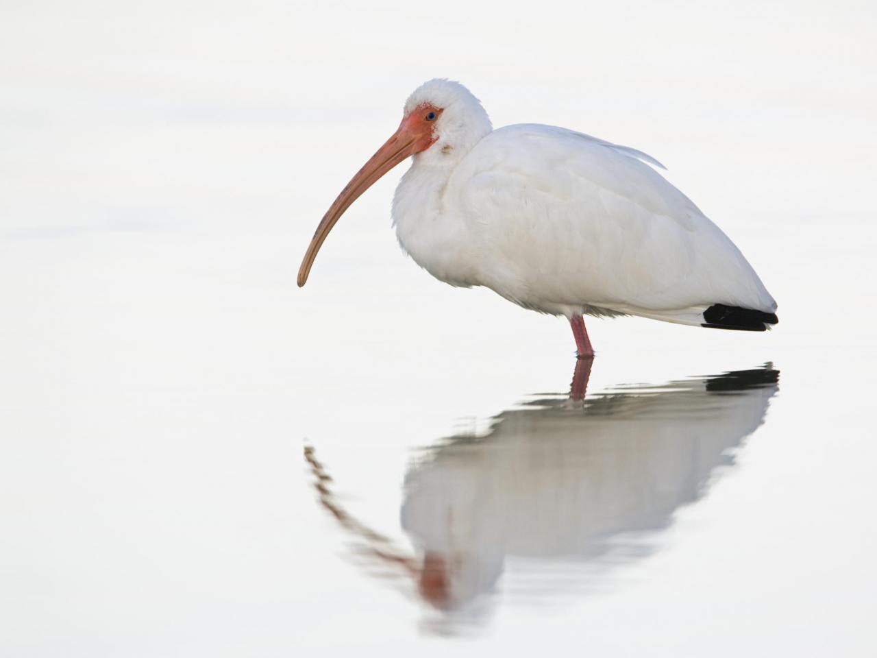 обои White Ibis at Dawn, Fort Meyers, Florida фото