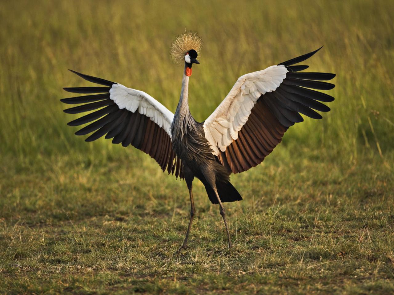 обои African Crowned Crane, Masai Mara, Kenya фото