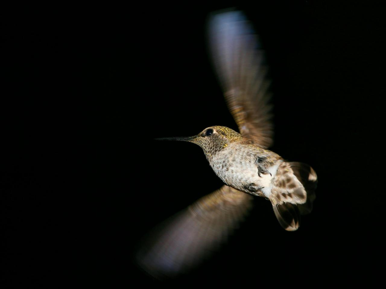 обои Anna  Hummingbird фото