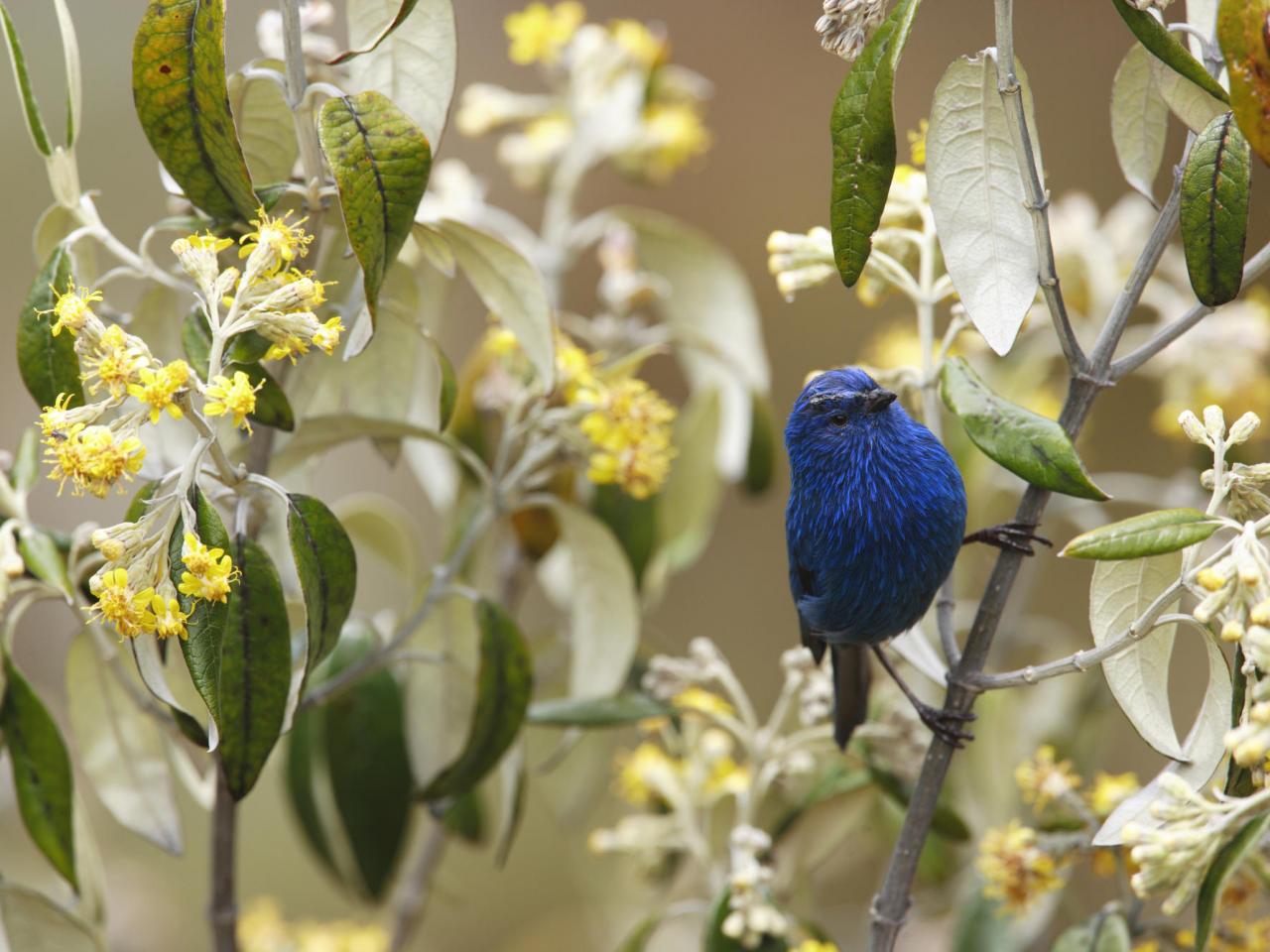 обои Blue-and-Black Tanager, Andes, Peru фото