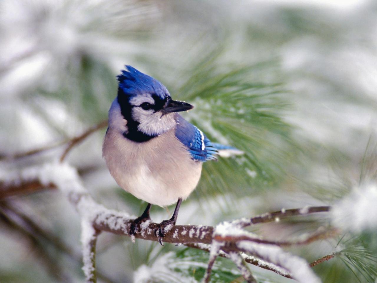 обои Blue Jay фото