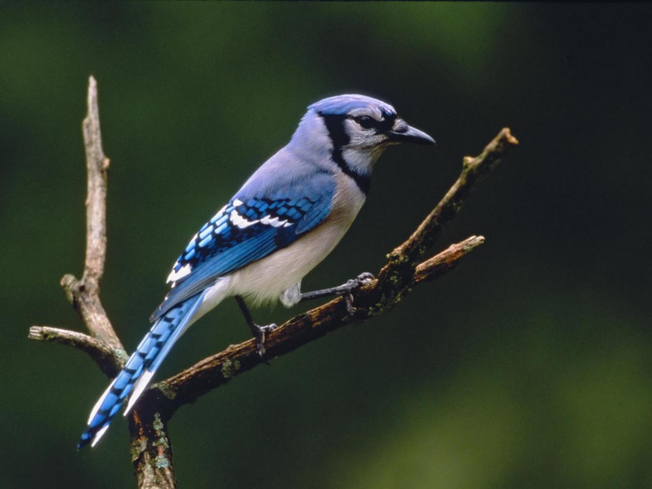 обои Blue Jay фото