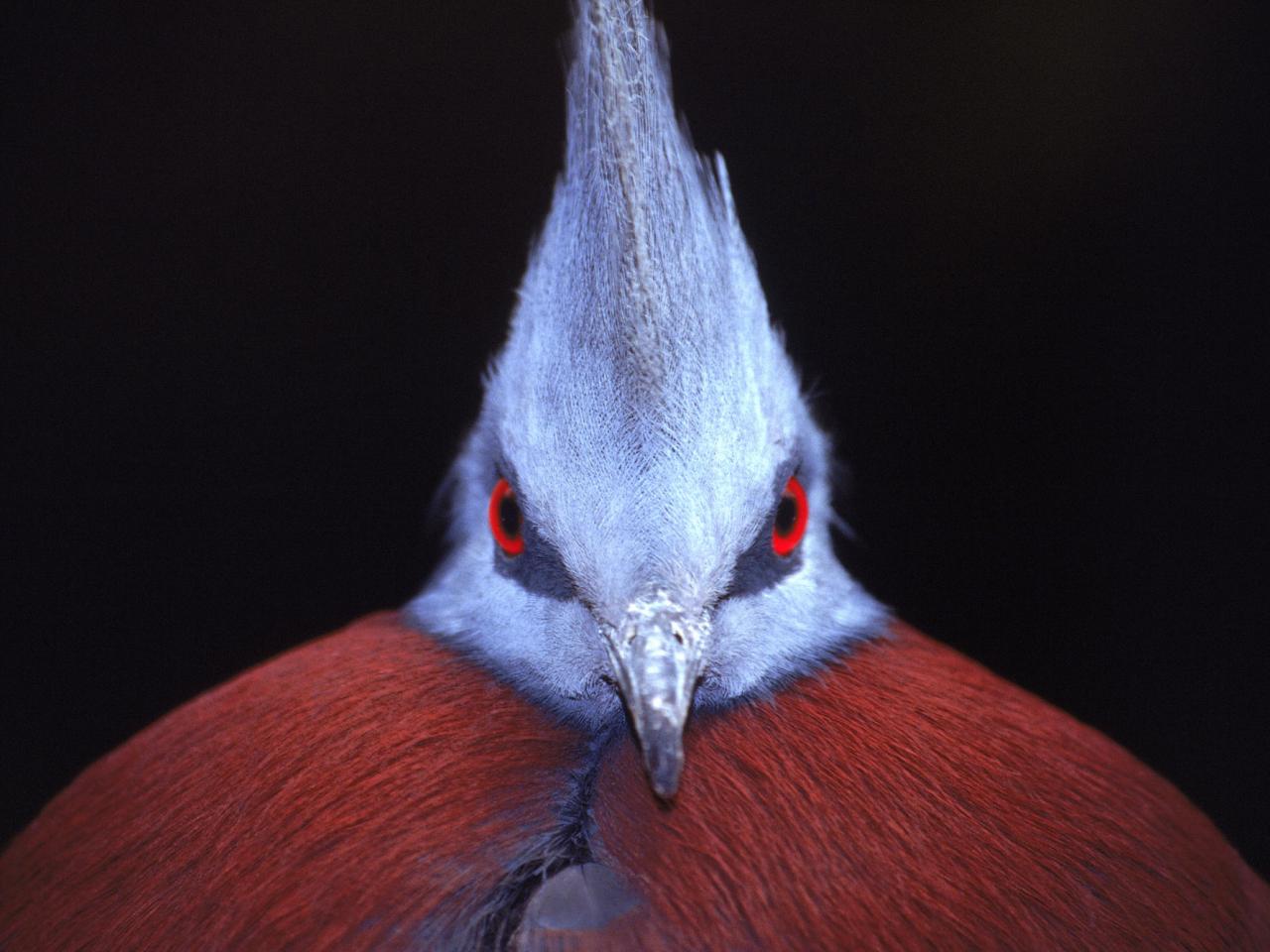 обои Crowned Pigeon фото