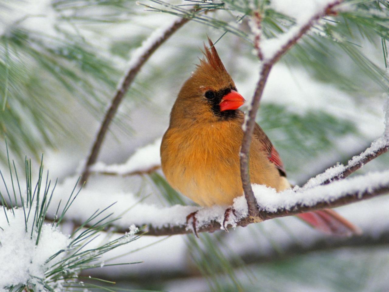 обои Female Northern Cardinal on a Snowy Pine фото