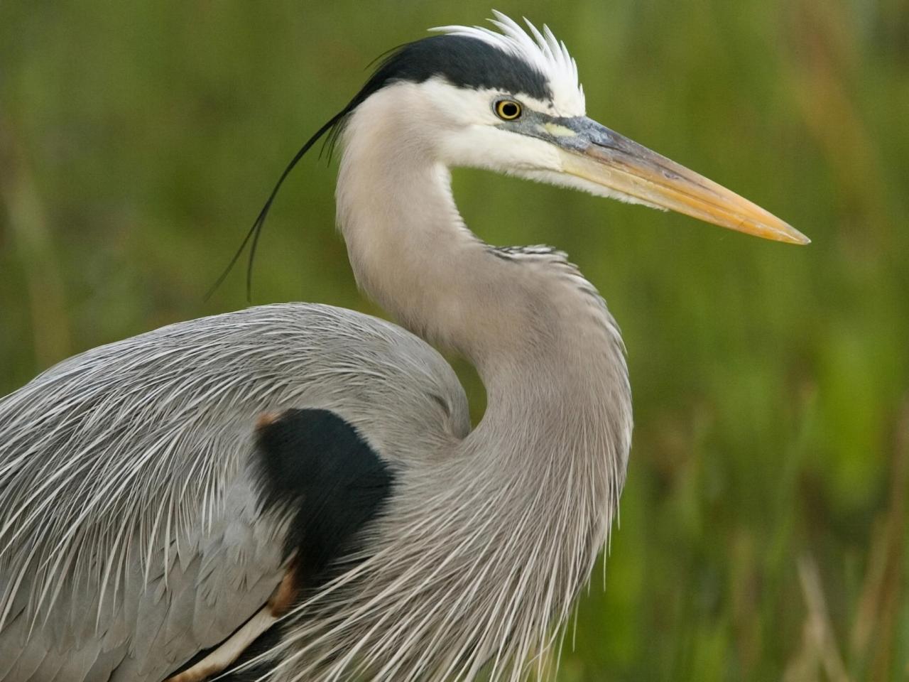 обои Great Blue Heron, Florida фото