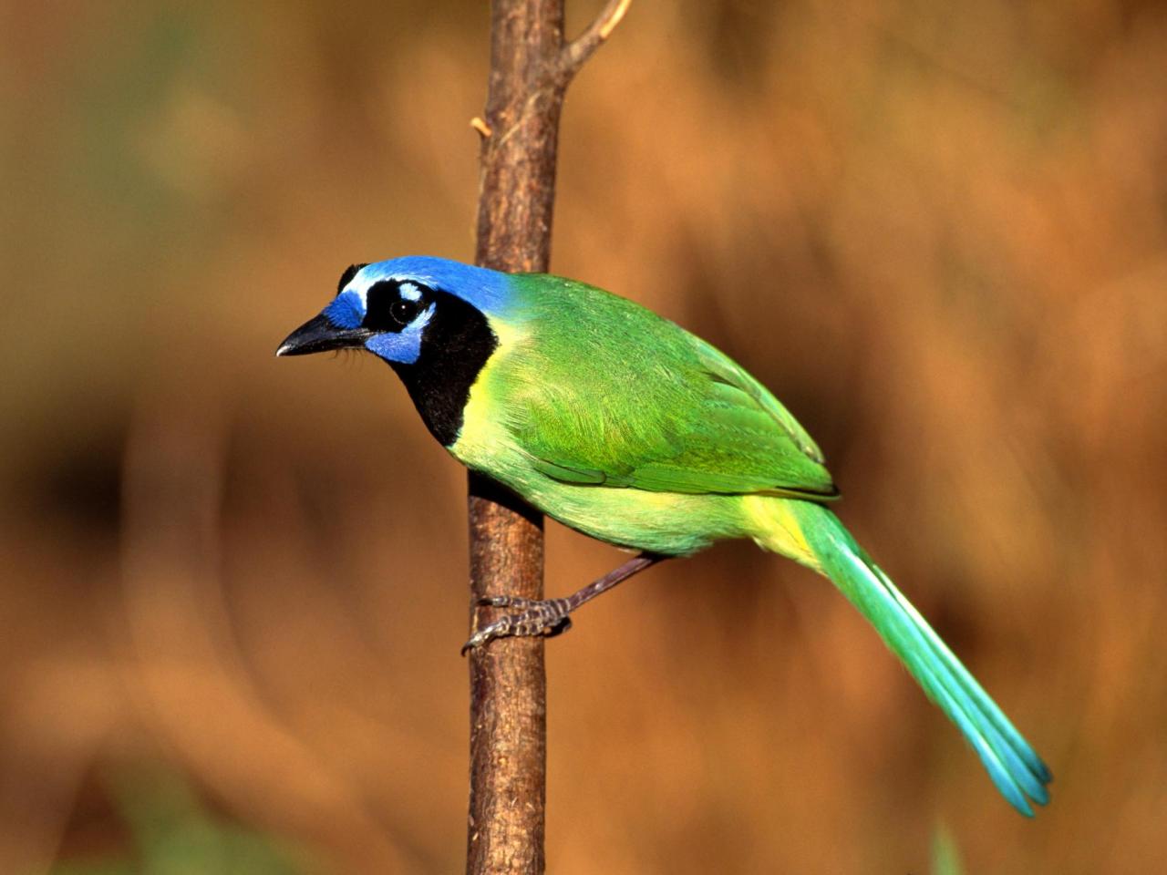 обои Green Jay фото