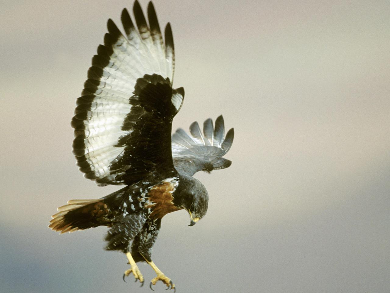 обои Jackal Buzzard in Flight фото