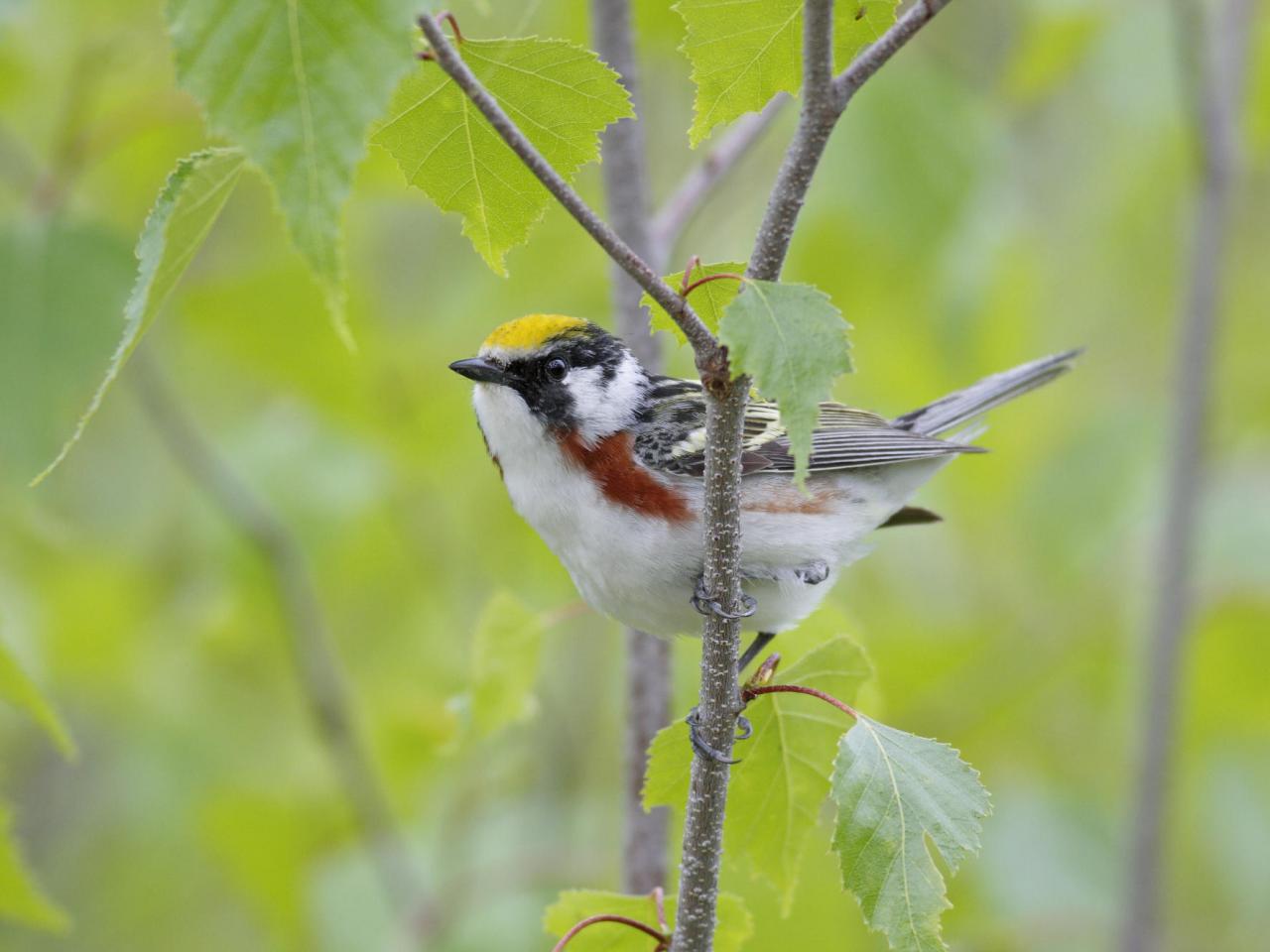 обои Male Chestnut-Sided Warbler, фото