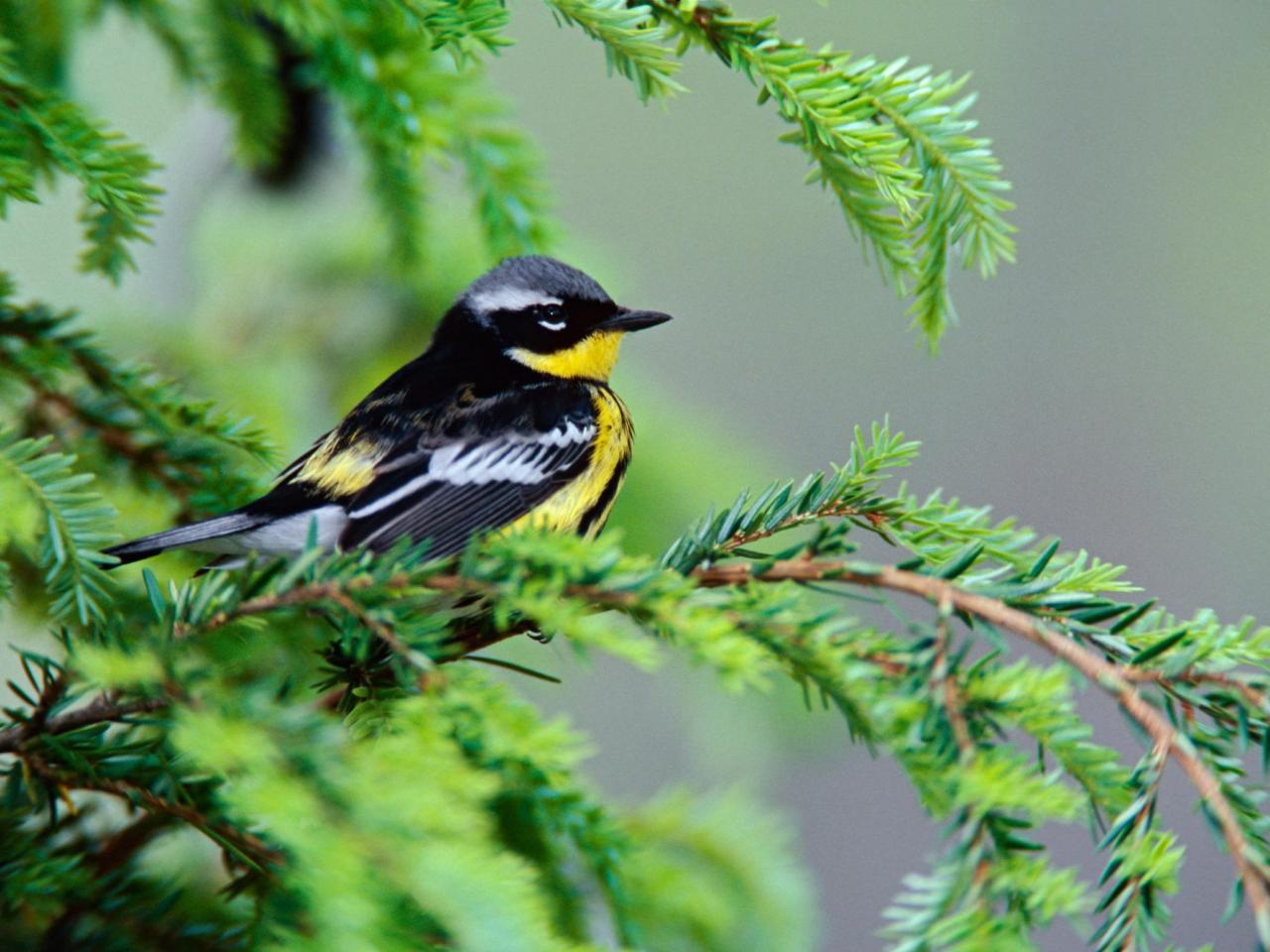 обои Male Magnolia Warbler фото