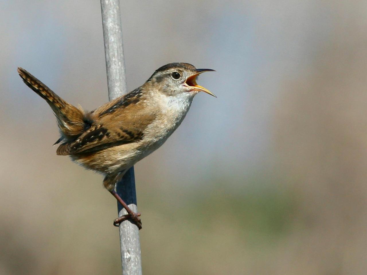 обои Marsh Wren на ветке фото