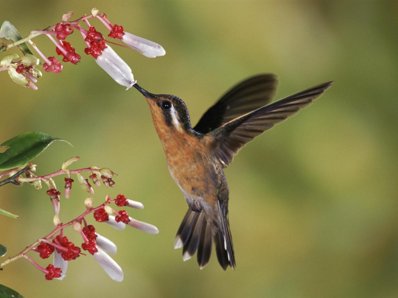 обои Purple-Throated Mountain-Gem, Costa Rica фото