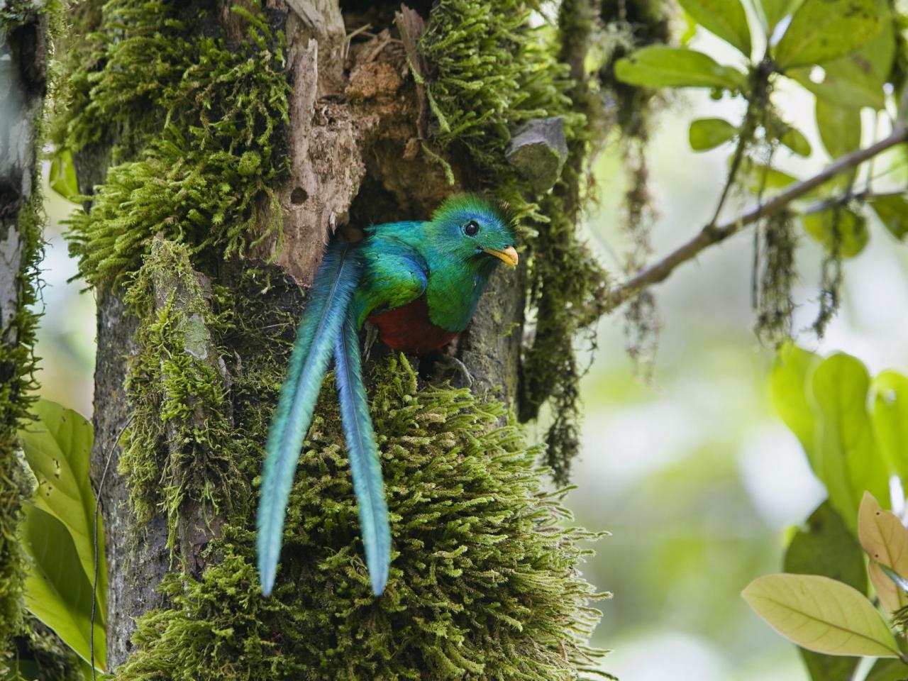 обои Resplendent Quetzal, Costa Rica фото